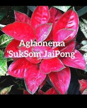 アグラオネマ スック ソム ジャイ ポン「Aglaonema Suk Som Jai Pong」_画像1