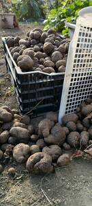 むかご　紫山芋　ムラサキヤマイモ　3キロ程度　無農薬　有機栽培　自家栽培　熊本　送料込み