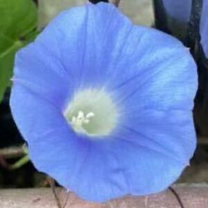 ミニ朝顔の種　マルバアメリカアサガオ　水色　あさがお　丸葉　ブルー　ミニサイズの花が咲く朝顔の種子