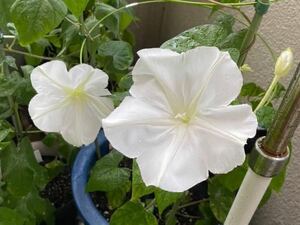 白花夕顔の種子　5粒　夜顔　ヨルガオの種　夏から秋の夕方から咲く大きな白い花　ユウガオの種