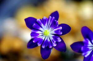 山野草　雪割草　二段咲き　紫竜の舞