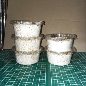 スマトラオオヒラタ 幼虫 (アチェ) 大型血統幼虫(菌糸カップ入り)5頭セット⑦ 親虫 kuniスマ (≪kuni102㎜≫×≪kuni58㎜≫)