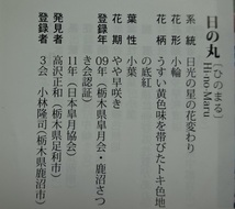 【趣味のさつき】 人気品種の小品「日の丸」 樹高 20㎝　幹回り 11㎝　皐月盆栽 　_画像10