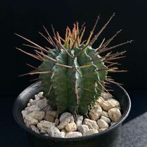 σ ユーフォルビア ホリダ マジョール (Fuk-三) 3号 1枚目参考画像 Euphorbia horrida var. major 【ホリダのルツボ】 多肉植物 サボテン_画像3