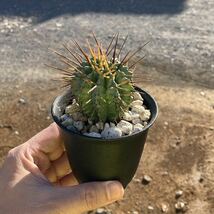 σ ユーフォルビア ホリダ マジョール (Fuk-三) 3号 1枚目参考画像 Euphorbia horrida var. major 【ホリダのルツボ】 多肉植物 サボテン_画像7