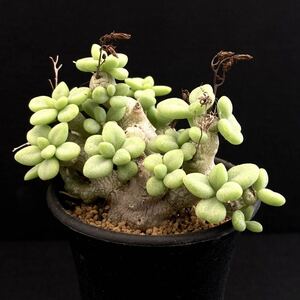 σ チレコドン デシピエンス 2.5号特選株 Tylecodon decipiens 多肉植物 サボテン ディシピエンス オトンナ ペラルゴニウム