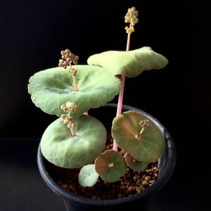 σ塊根性 クラッスラ ウンベラ Kamieskroon 2.5号 1枚目参考画像 Crassula umbella Kamieskroon 多肉植物 サボテン パラソル ワインカップ