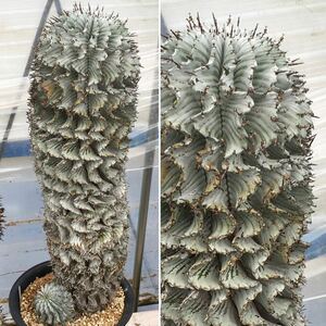 σ ユーフォルビア 特太ゼブラホリダ ♀3号 1枚目参考画像 Euphorbia horrida 【ホリダのルツボ】 多肉植物 サボテン コピアポア