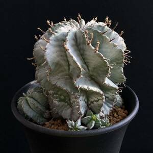 σ ユーフォルビア 大型白ホリダ (FUK-KU①) ♀4号充実株 現物 Euphorbia horrida【ホリダのルツボ】多肉植物 サボテン オベサ コピアポア