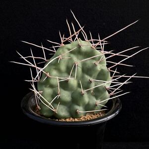 σ オプンチア スルフレア アパッチ カット枝(珍品) 1枚目参考画像 Opuntia sulphurea 'Apache' 多肉植物 サボテン コピアポア