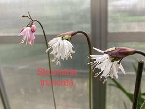 ②　球根種子　ストルマリア・トルンカタ　Strumaria truncata １０粒単位