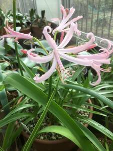 ①　ネリネ・ニキータ　Nerine bowdenii 'Nikita'　分球苗（開花球サイズ）