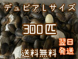 デュビア　Ｌサイズ　300匹　死着補償10% 爬虫類　アロワナ　エサ