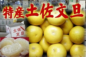 100円スタート　露地もの土佐文旦　本場高知県産　L～２Lサイズ（混載です）　10ｋｇ前後　家庭用