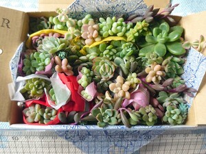 【R】多肉植物 カット苗 ★寄せ植え ちまちま寄せに★箱いっぱい セダム エケベリア 詰め合わせ 