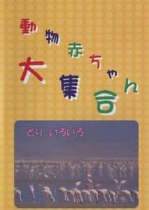 動物赤ちゃん大集合 10 とり いろいろ 中古 DVD