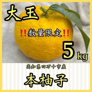 本柚子　大玉5kg YOY4