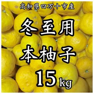 冬至用本柚子15kg YTY8