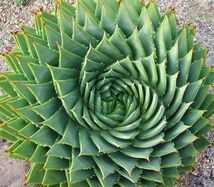 ～アロエ　ポリフィラ（Aloe Polyphylla）種子１０粒！～_画像1