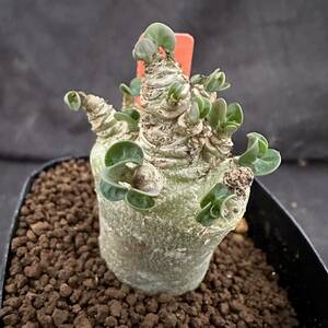 ★サボテン・多肉植物★867★アデニウム・アラビカム　DHA 獅子葉タイプ　 カーリー　Adenium arabicum DHA★コーデックス 塊根植物