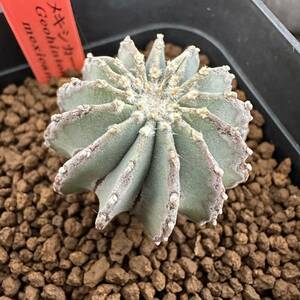 ★サボテン・多肉植物★805 ★ゲオヒントニア・メキシカーナ（Geohintonia mexicana） 実生★seedling