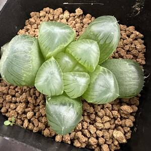 ★サボテン・多肉植物★901★ハオルシア オブツーサ　上海　Haworthia　obtusa(dielsiana )★ハオルチア 