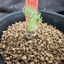 ★サボテン・多肉植物★839★モンソニア ペニクリナム サルコカウロン Monsonia Peniculinum ★コーデックス 塊根植物 _画像1