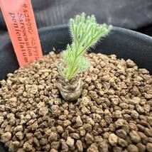 ★サボテン・多肉植物★839★モンソニア ペニクリナム サルコカウロン Monsonia Peniculinum ★コーデックス 塊根植物 _画像2