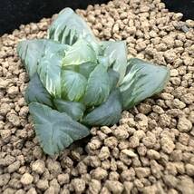 ★サボテン・多肉植物★840★ハオルシア オブツーサ錦　Haworthia　obtusa(dielsiana ) varieg ★ハオルチア _画像3