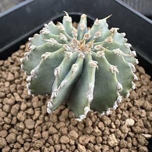 ★サボテン・多肉植物★839★ ゲオヒントニア・メキシカーナ（Geohintonia mexicana） 実生★seedling