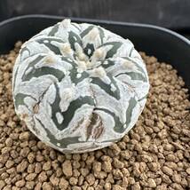 ★サボテン・多肉植物★841★アストロフィツム　スーパー兜　V字タイプ　アロー　実生【Astrophytum asterias】★seedling_画像3