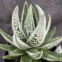 ★サボテン・多肉植物★913★ハオルシア 皇帝　Haworthia pumila v.papillosa hyb.★ハオルチア _画像2