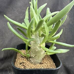 ★サボテン・多肉植物★917★チレコドン・万物想　　実生　（Tylecodon reticulatus）★コーデックス 塊根植物