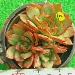 1207-Y502 ドラキュラ エケベリア 多肉植物 韓国苗