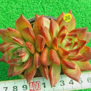 1207-Y536 レッドライン エケベリア 多肉植物 韓国苗