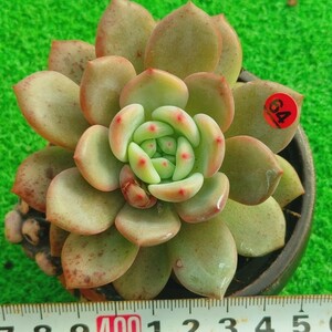 1209-R464 アリエル エケベリア 多肉植物 韓国苗