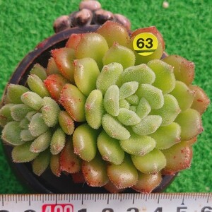 1207-Y563 キャロル エケベリア 多肉植物 韓国苗