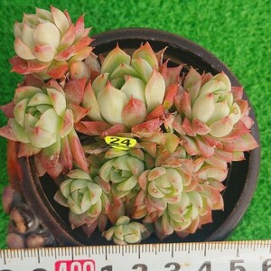 1214-Y324 ミニベール エケベリア 多肉植物 韓国苗