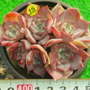 1207-Y515 キスミー エケベリア 多肉植物 韓国苗