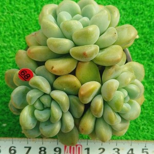 1209-R468 バブルバム エケベリア 多肉植物 韓国苗