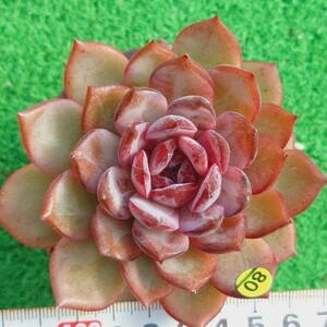 1207-Y580 オデット エケベリア 多肉植物 韓国苗