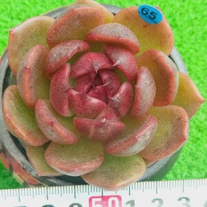 1212-B065 クッキー エケベリア 多肉植物 韓国苗