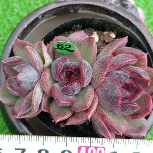 1212-G162 クッキー エケベリア 多肉植物 韓国苗