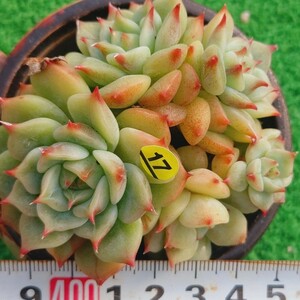 1207-Y517 ブルーアイ エケベリア 多肉植物 韓国苗