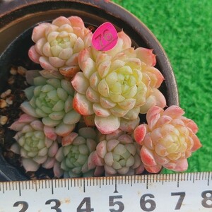 1216-P576 砂糖お嬢様 エケベリア 多肉植物 韓国苗