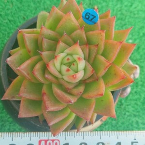 1205-B067 ロット エケベリア 多肉植物 韓国苗