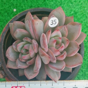 1207-W335 黒龍 エケベリア 多肉植物 韓国苗