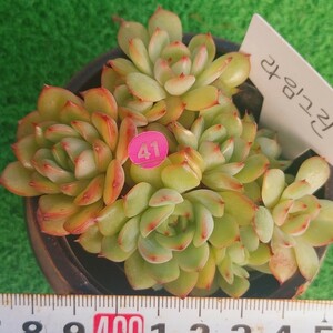 1207-P241 グリーンライム エケベリア 多肉植物 韓国苗