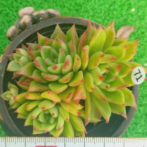 1207-W371 チェリーベール エケベリア 多肉植物 韓国苗