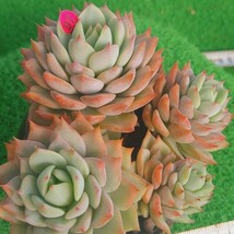 1207-P297 プリズム エケベリア 多肉植物 韓国苗_画像2